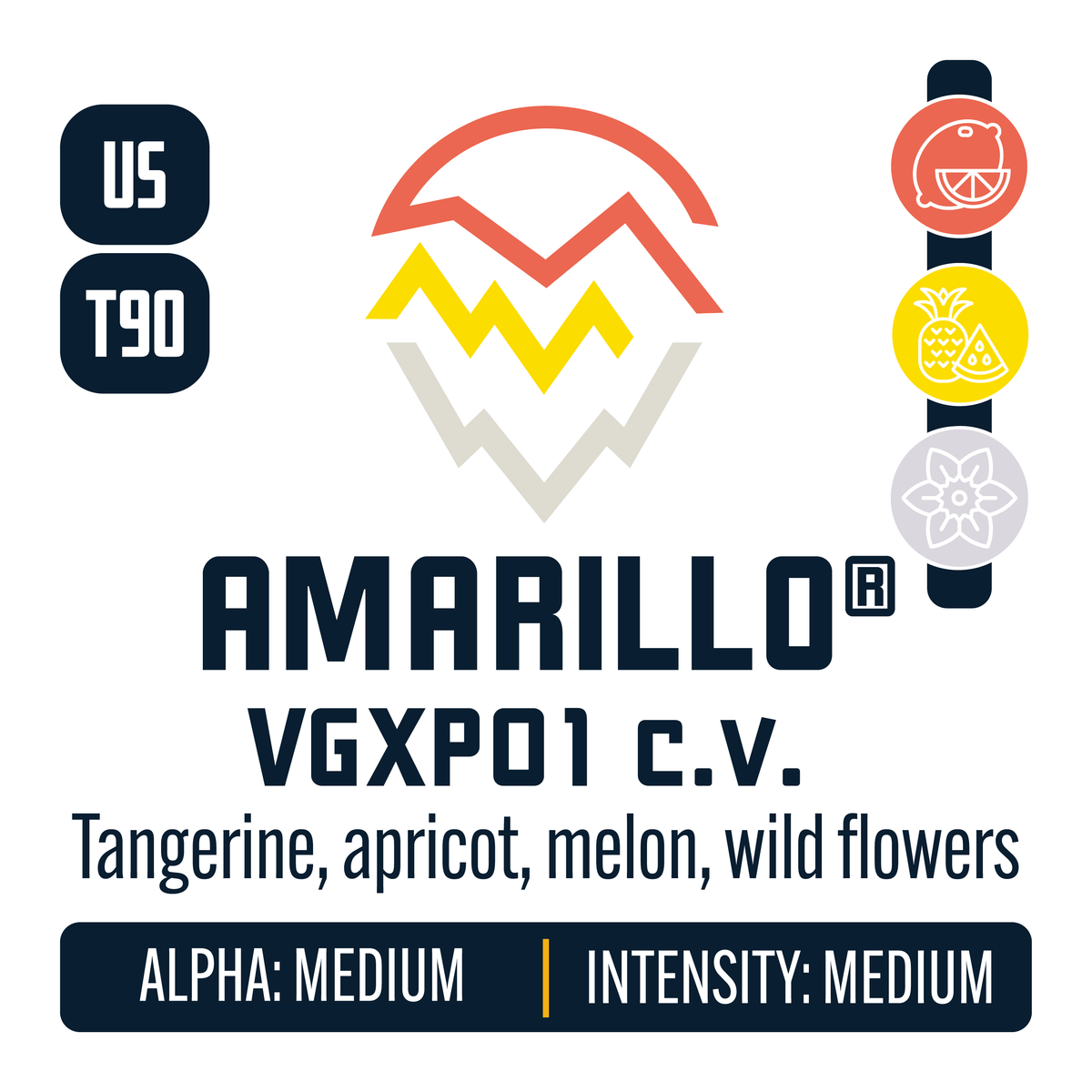 Amarillo VGXP01 cv Hop Profile: Citrus, Sweet Fruit, Floral