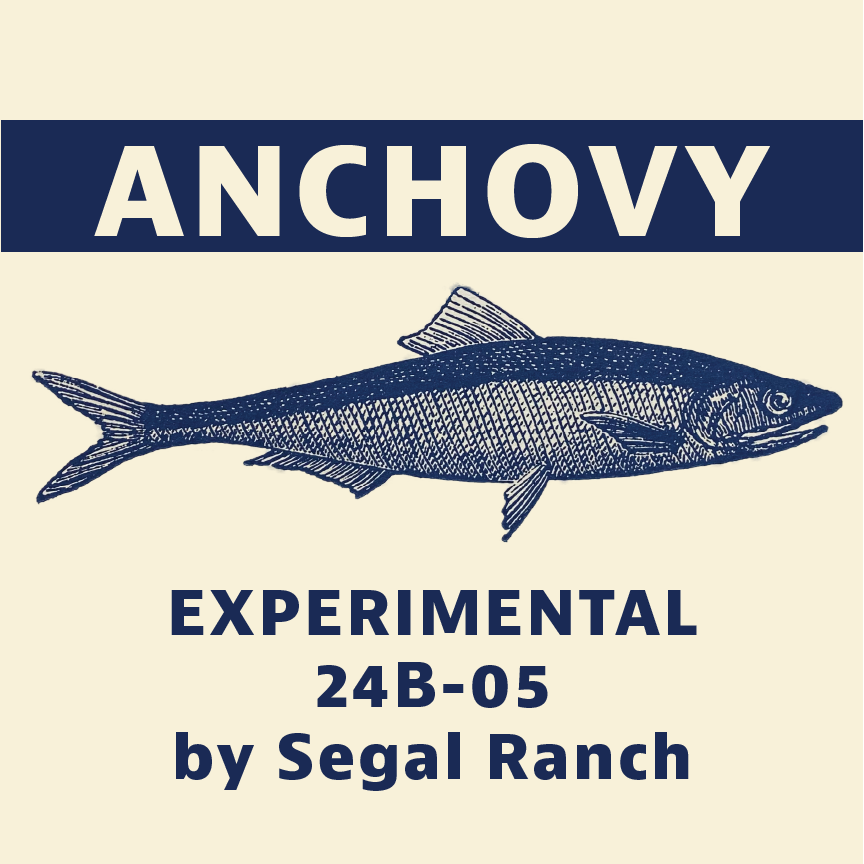Anchovy Logo