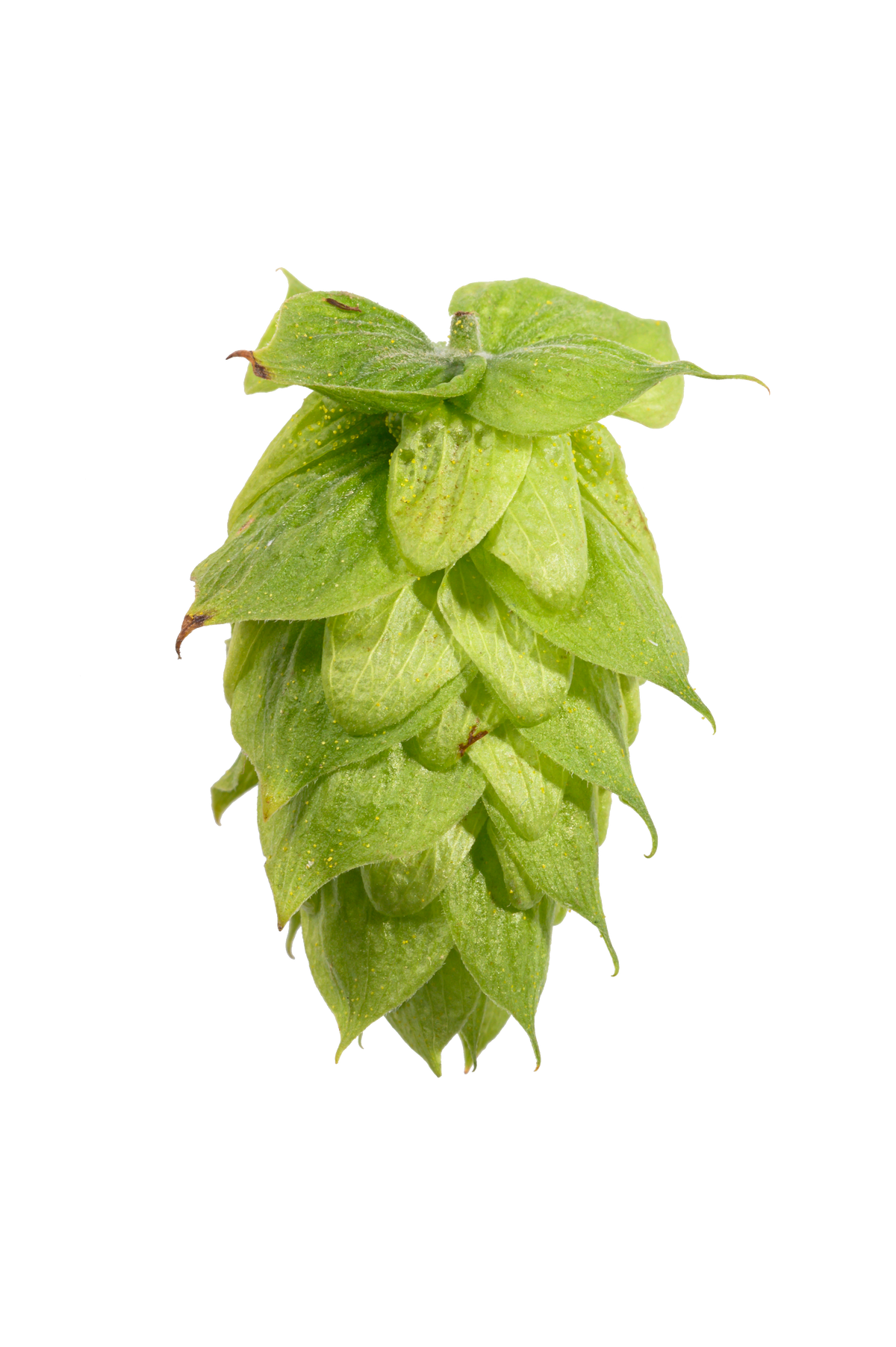 Brewers Gold Whole Cone
