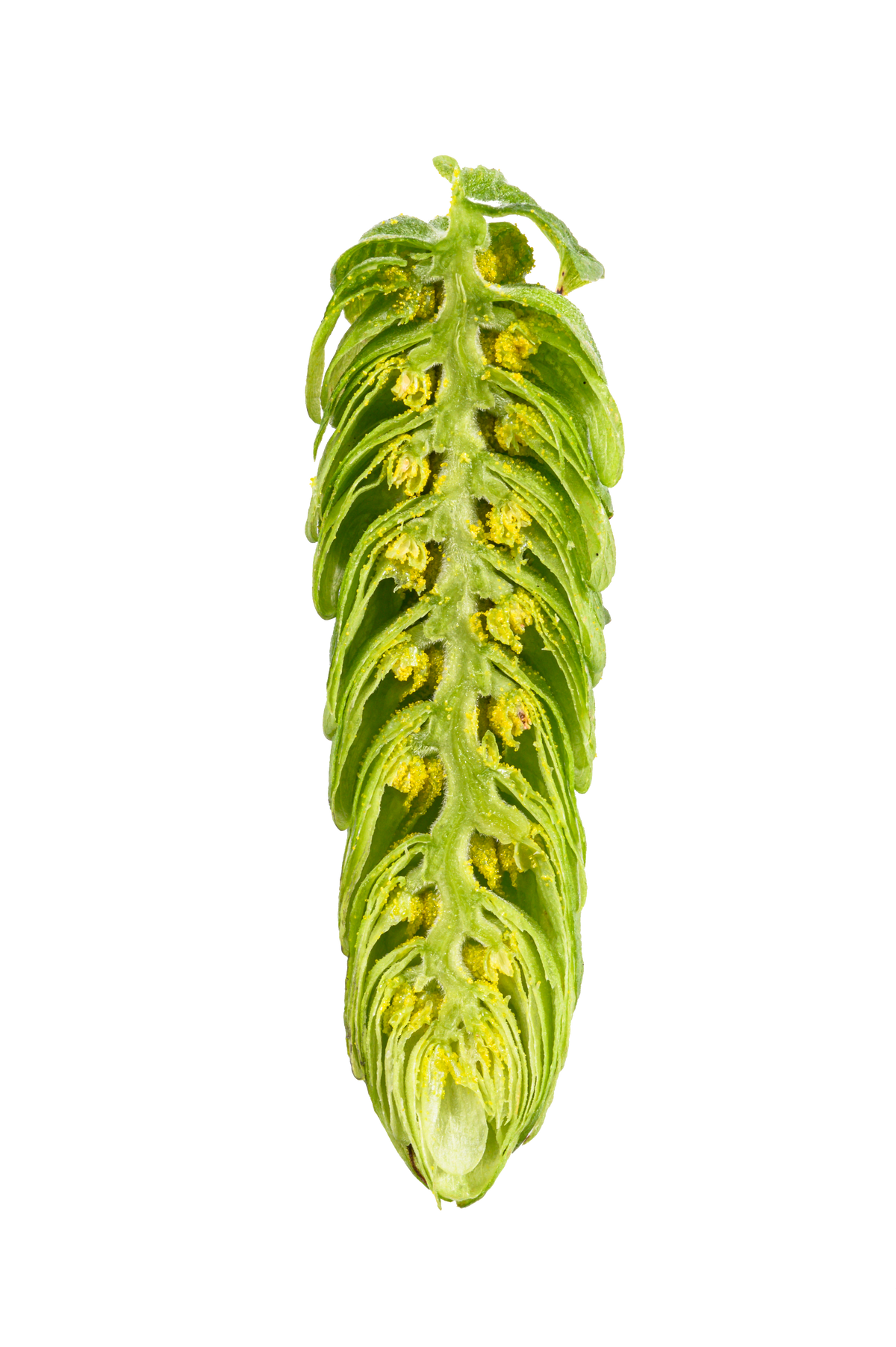 Hull Melon Hops