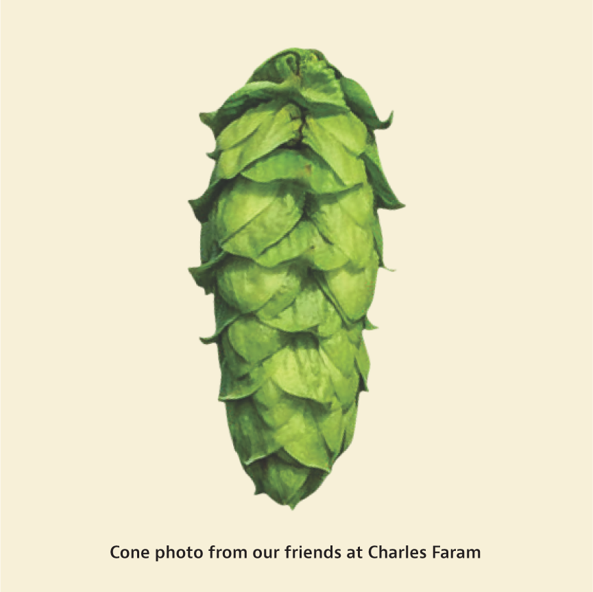Harlequin Hop Cone
