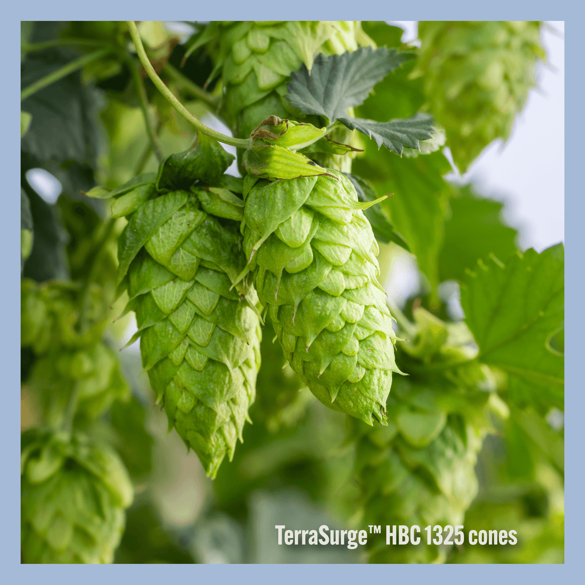Close-up of green hop cones hanging from vines with leaves, with the text 'TerraSurge HBC 1325 cones' at the bottom right.