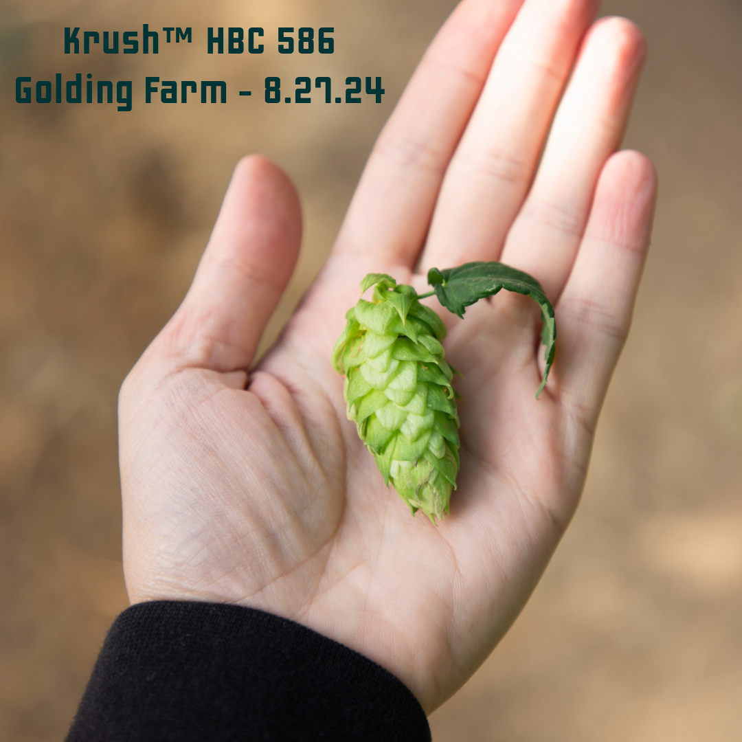 Krush Hop Cone