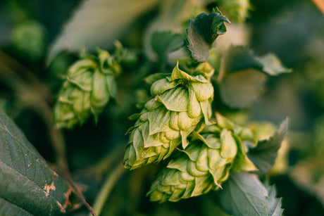 Hop cones on a bine