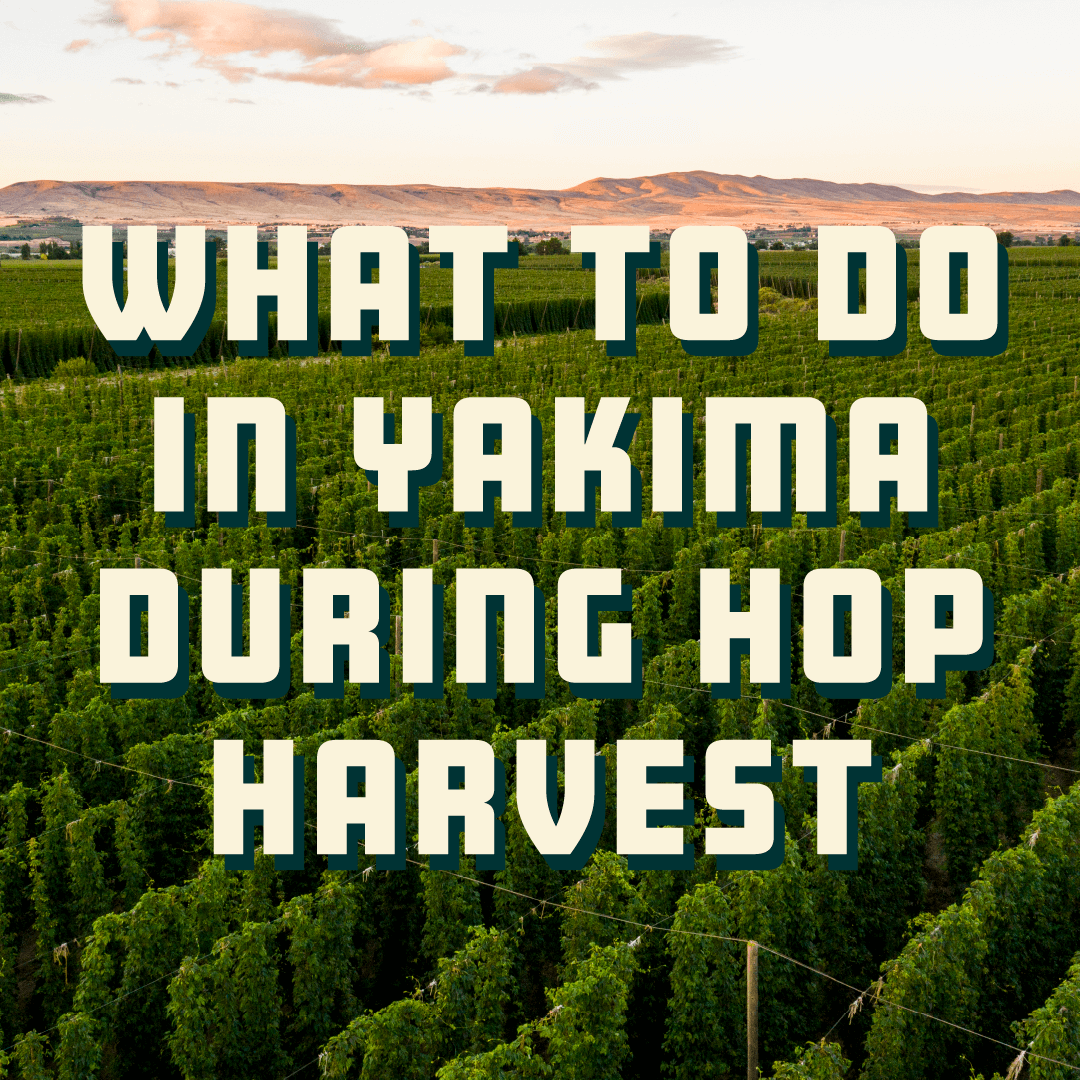 What To Do in Yakima During Hop Harvest