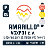 Amarillo VGXP01 cv Hop Profile: Citrus, Sweet Fruit, Floral