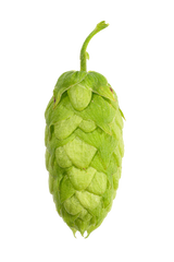 Amarillo Whole Cone