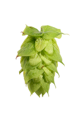 Brewers Gold Whole Cone