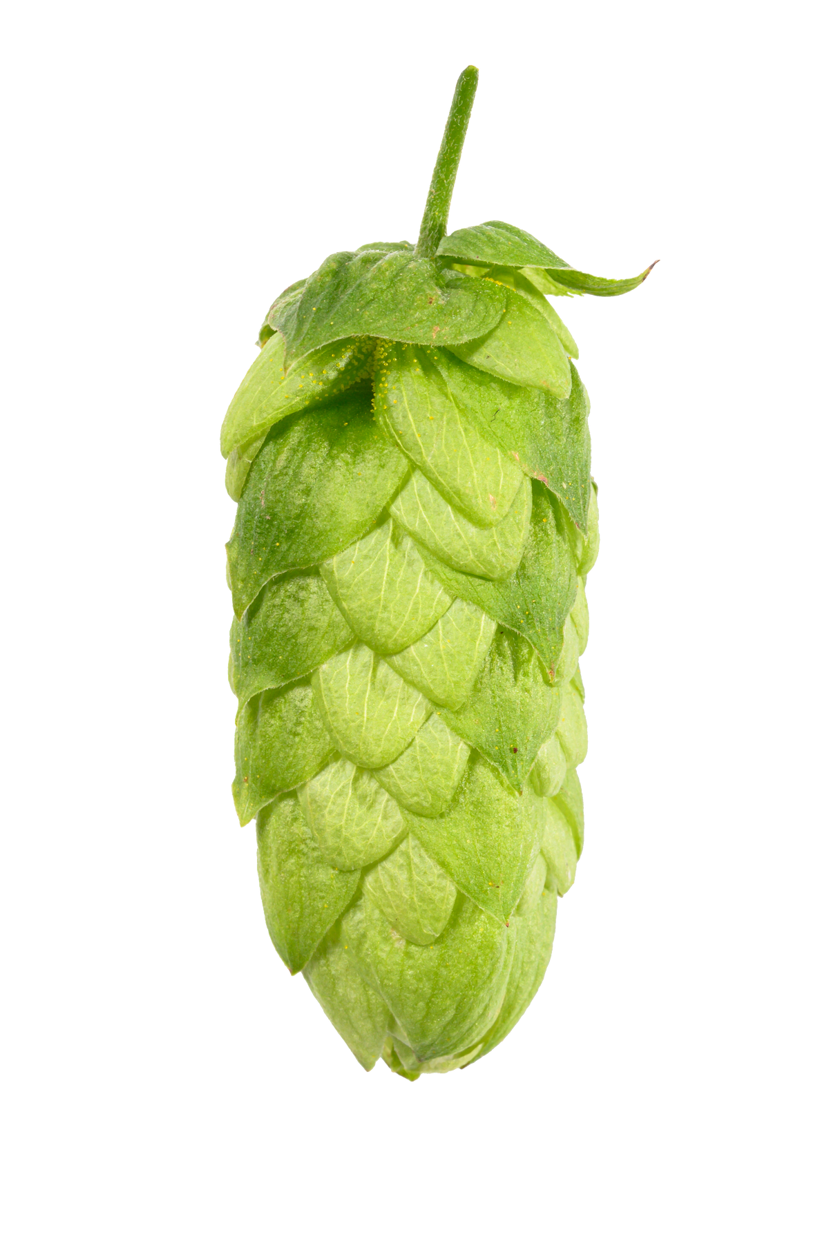 Cascade Whole Cone