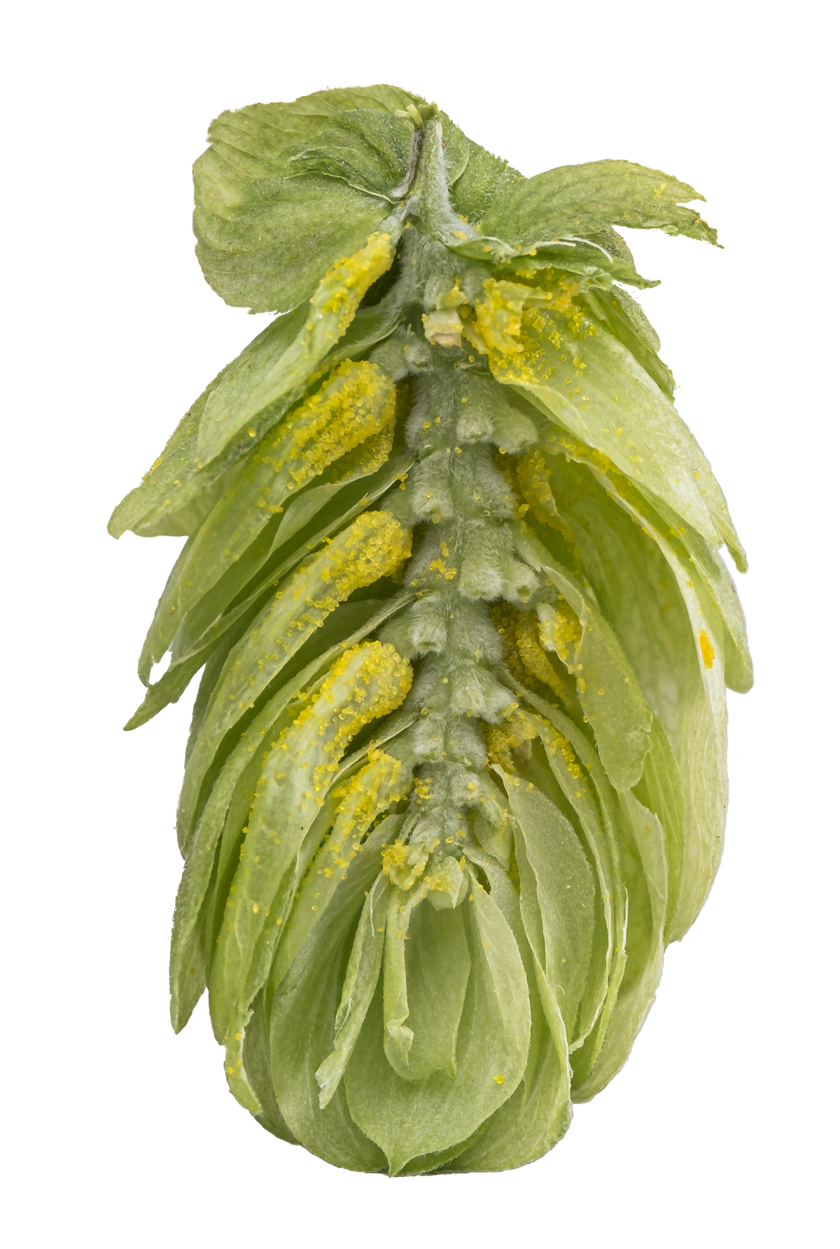 Ella Dissected Cone Interior