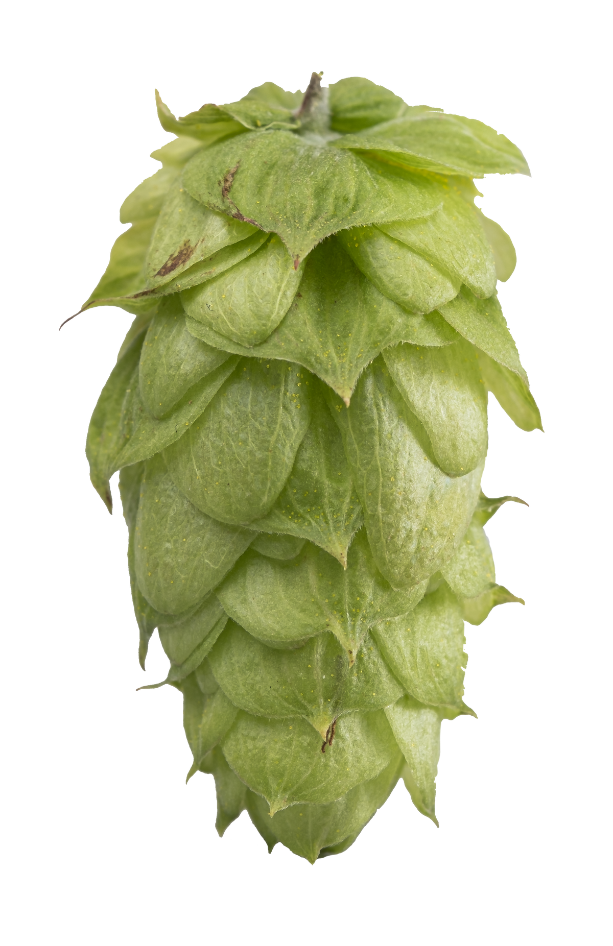 Ella Whole Cone