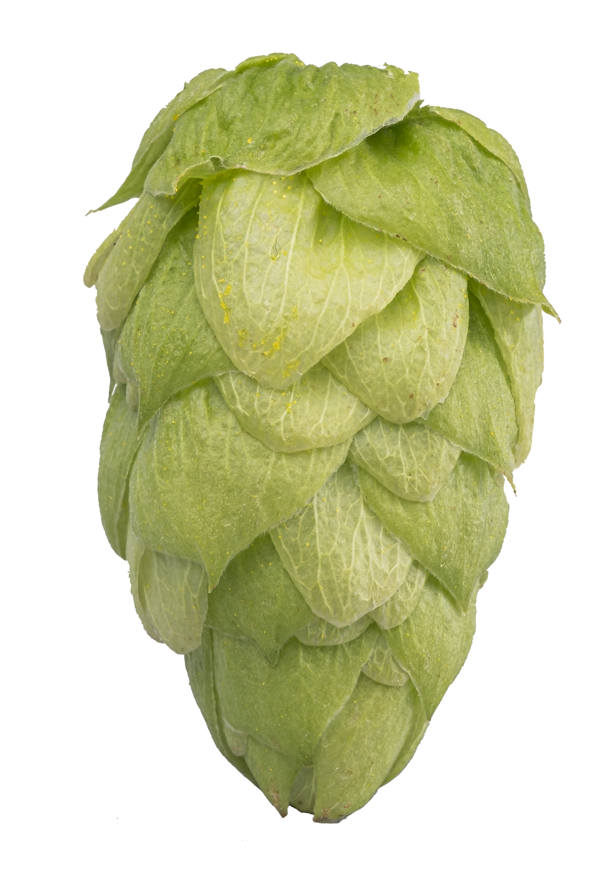 Enigma Whole Cone