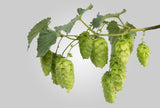 Galaxy Hop Plant