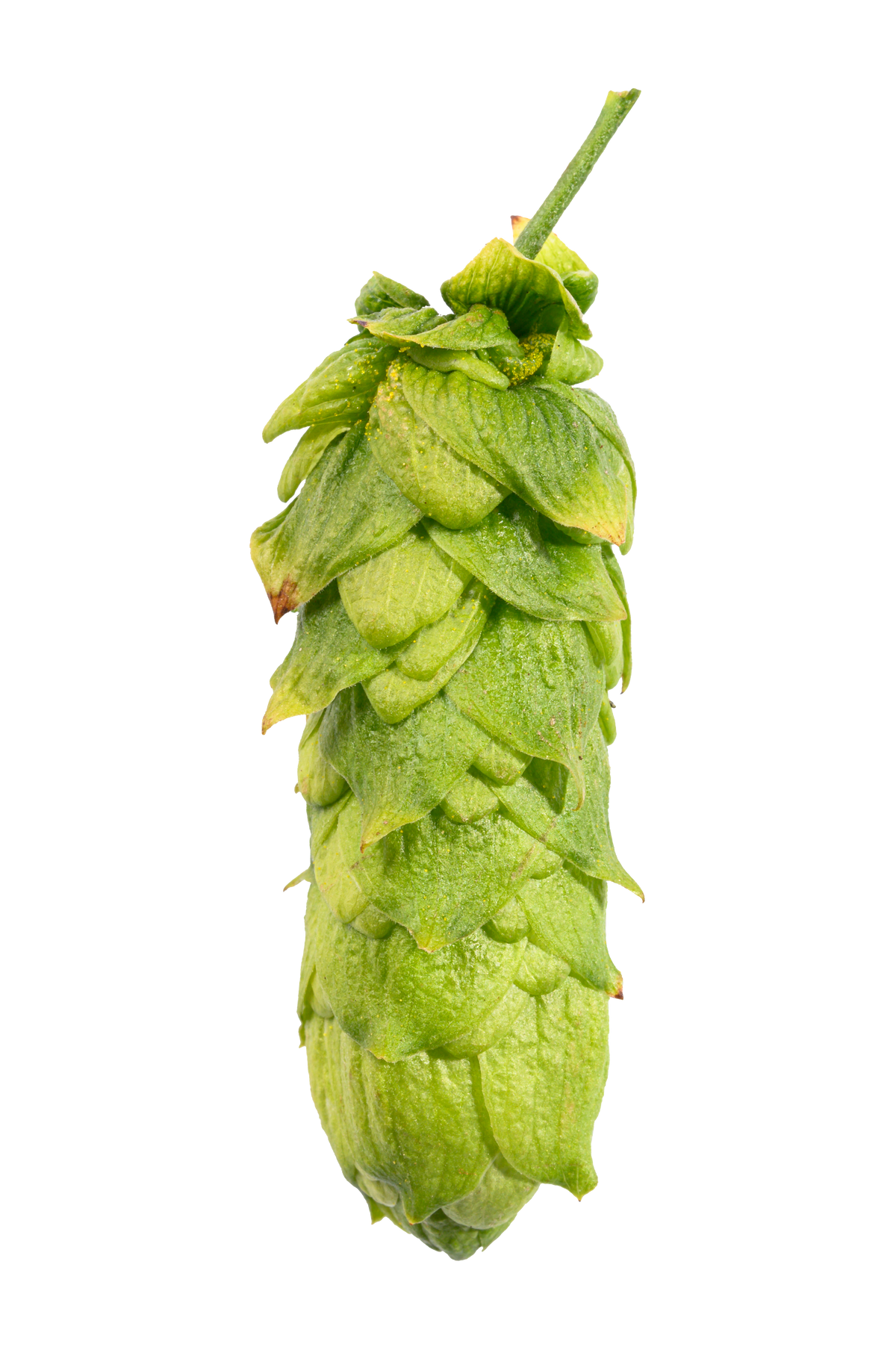 Hull Melon Hops