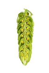 Hull Melon Hops