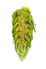 Magnum Dissected Cone
