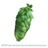 Jester hop cone photo