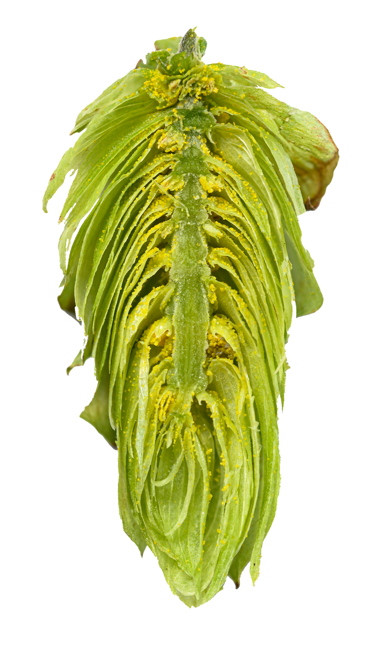 Kazbek Dissected Cone Interior