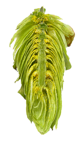 Kazbek Dissected Cone Interior