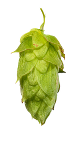Kazbek Whole Cone