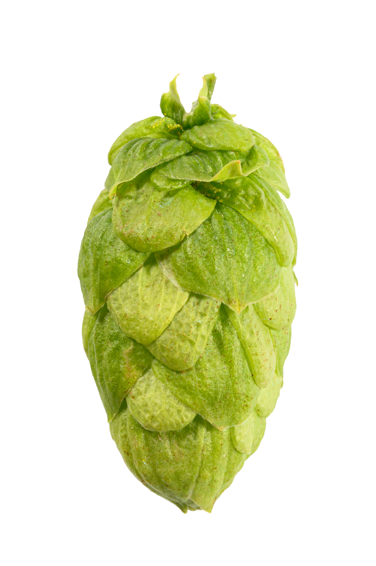 Monroe Whole Cone