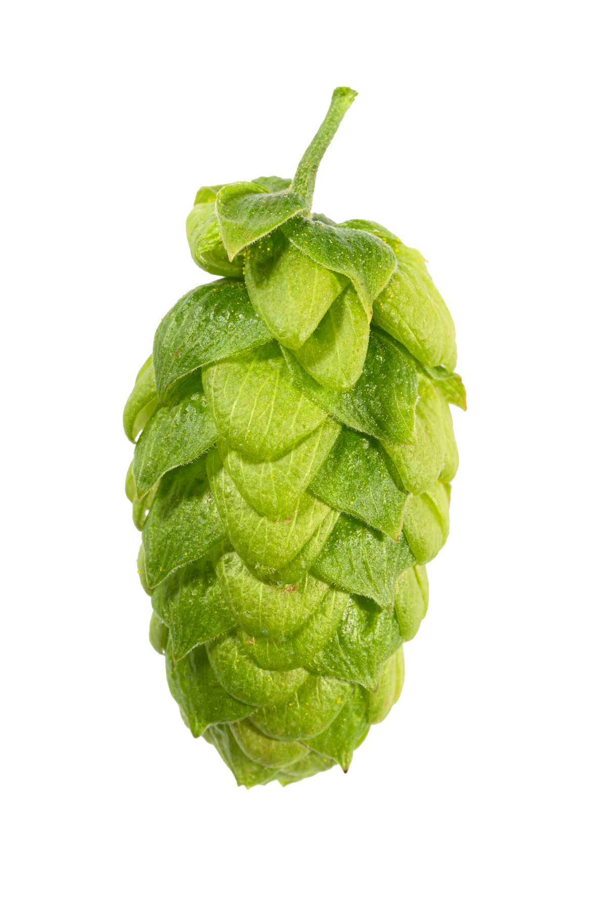 Northern Brewer Whole Cone