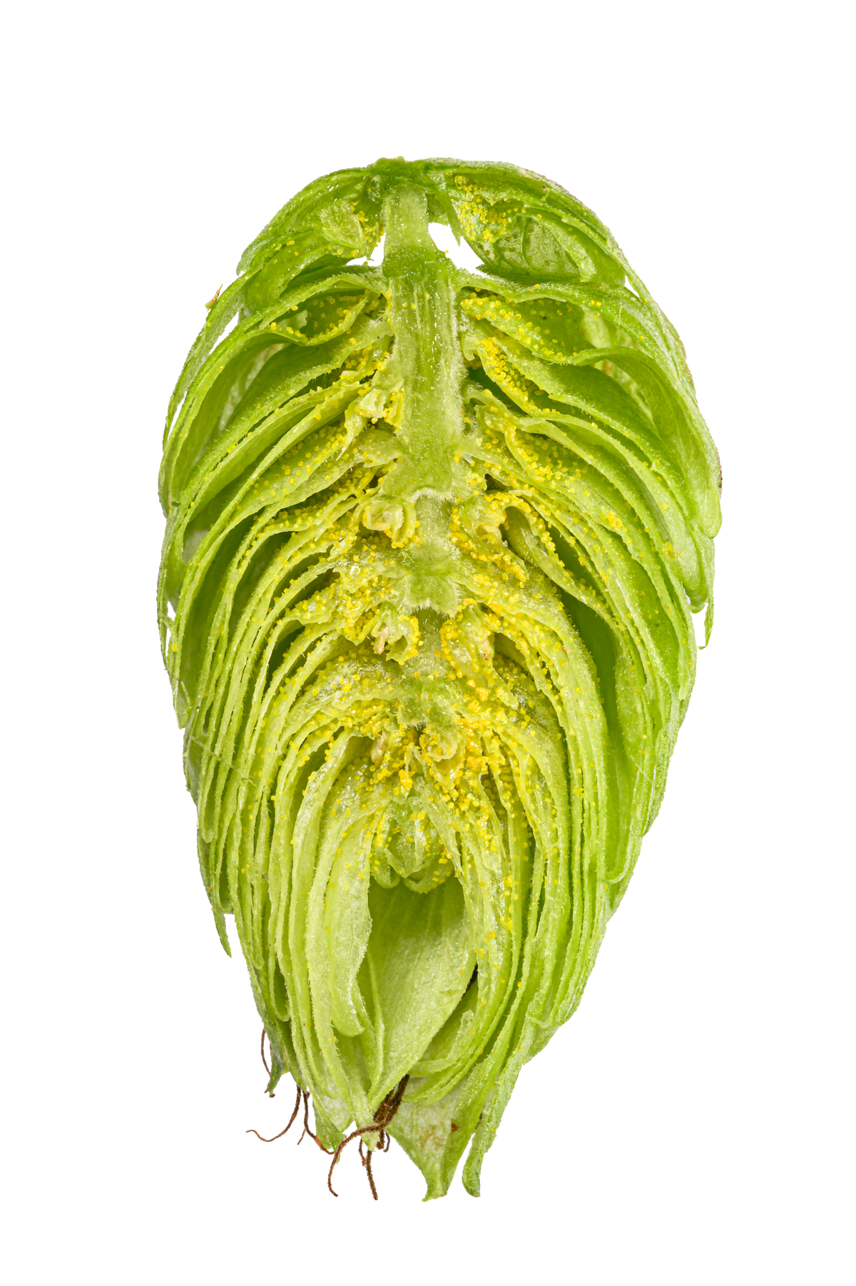 Nugget Dissected Cone Interior