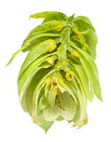 Saaz Dissected Cone Interior