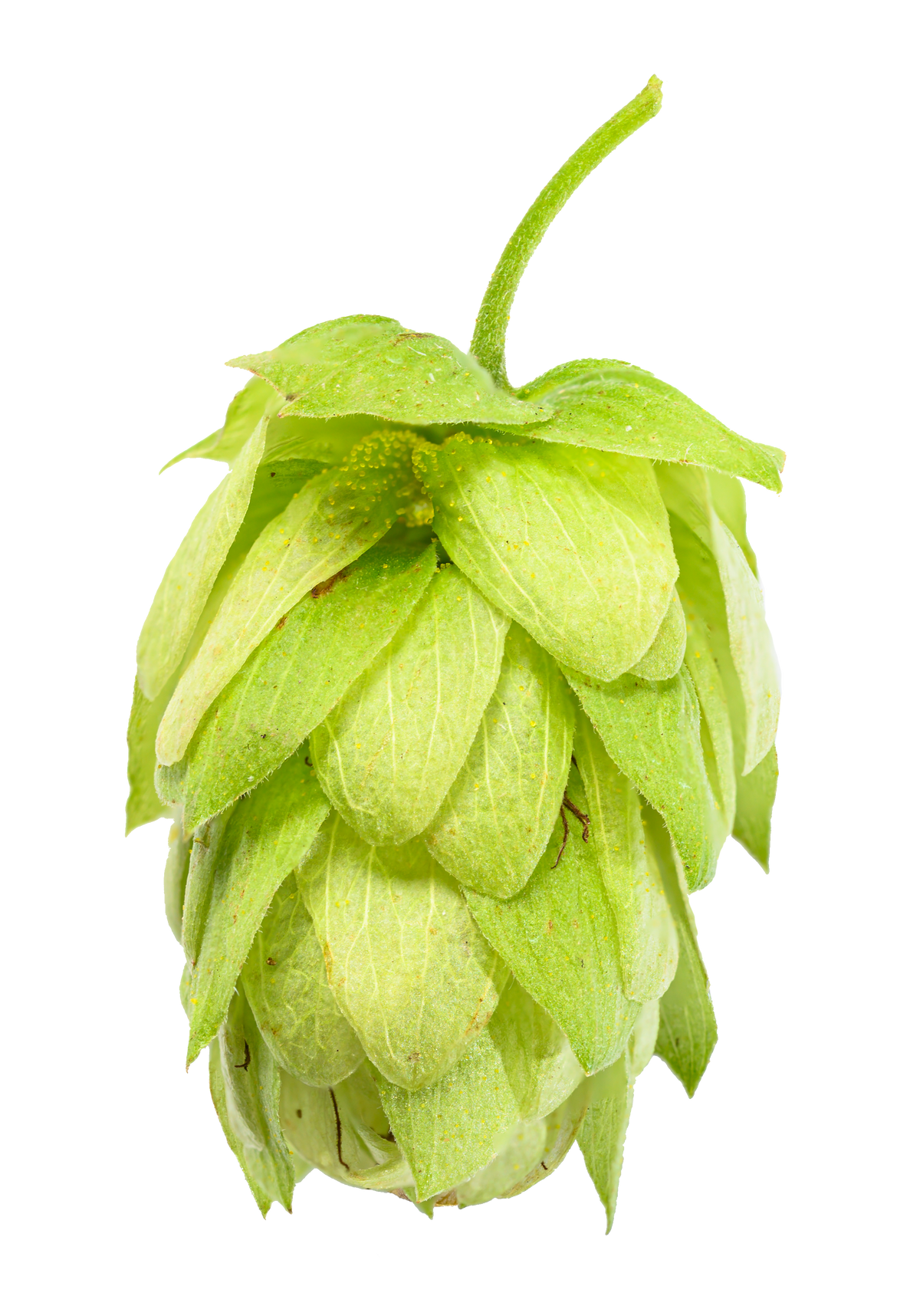 Saaz Whole Cone