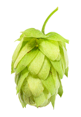 Saaz Whole Cone