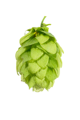 Saphir Hop Cone 2019