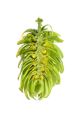 Saphir Hop Cone Interior 2019