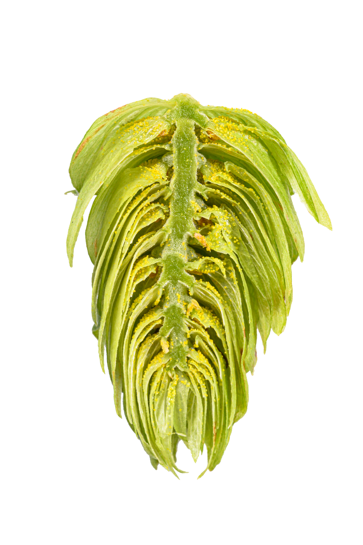 Spalter Dissected Cone Interior
