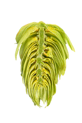 Spalter Dissected Cone Interior