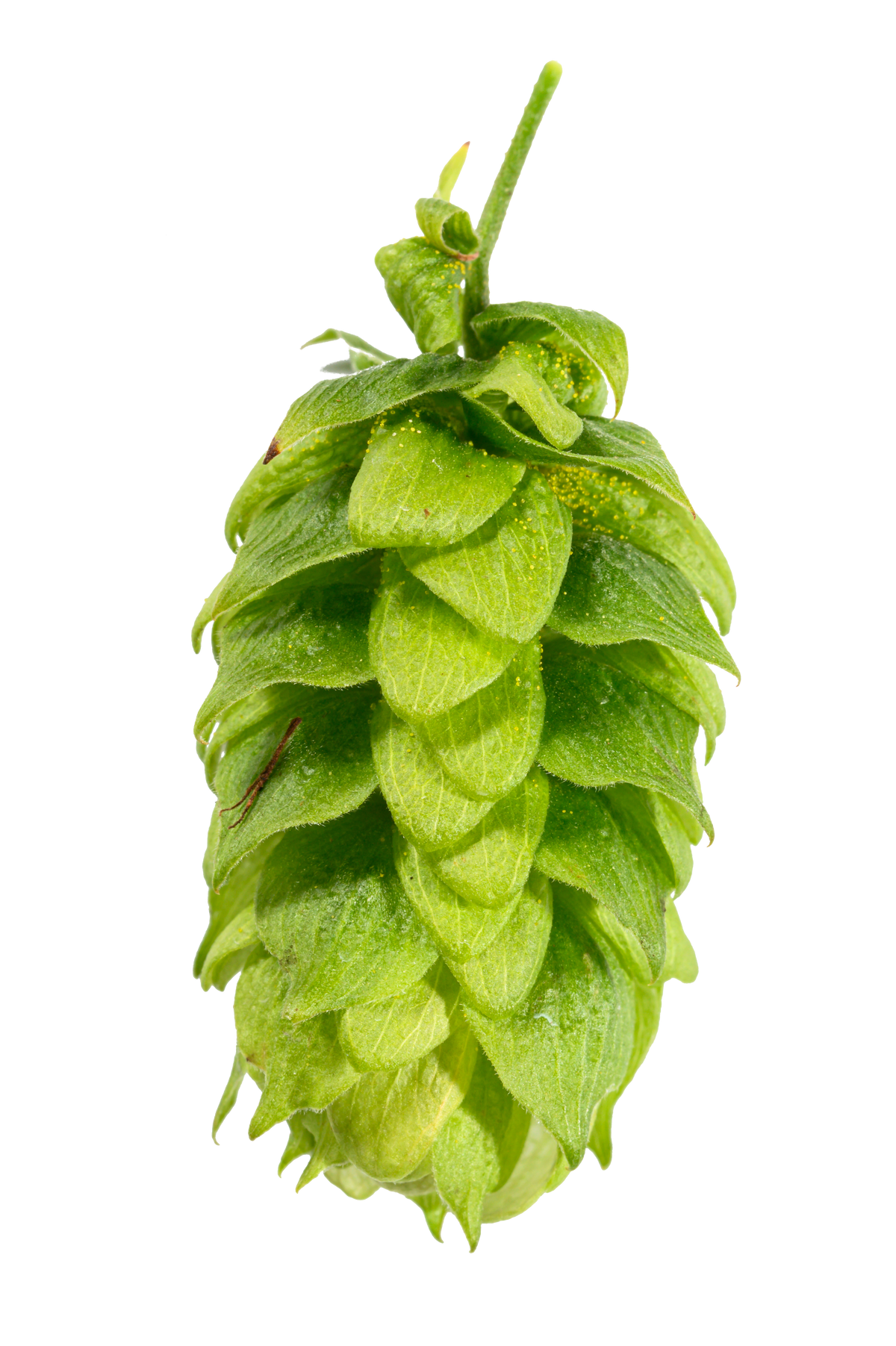 Spalt Select Whole Cone