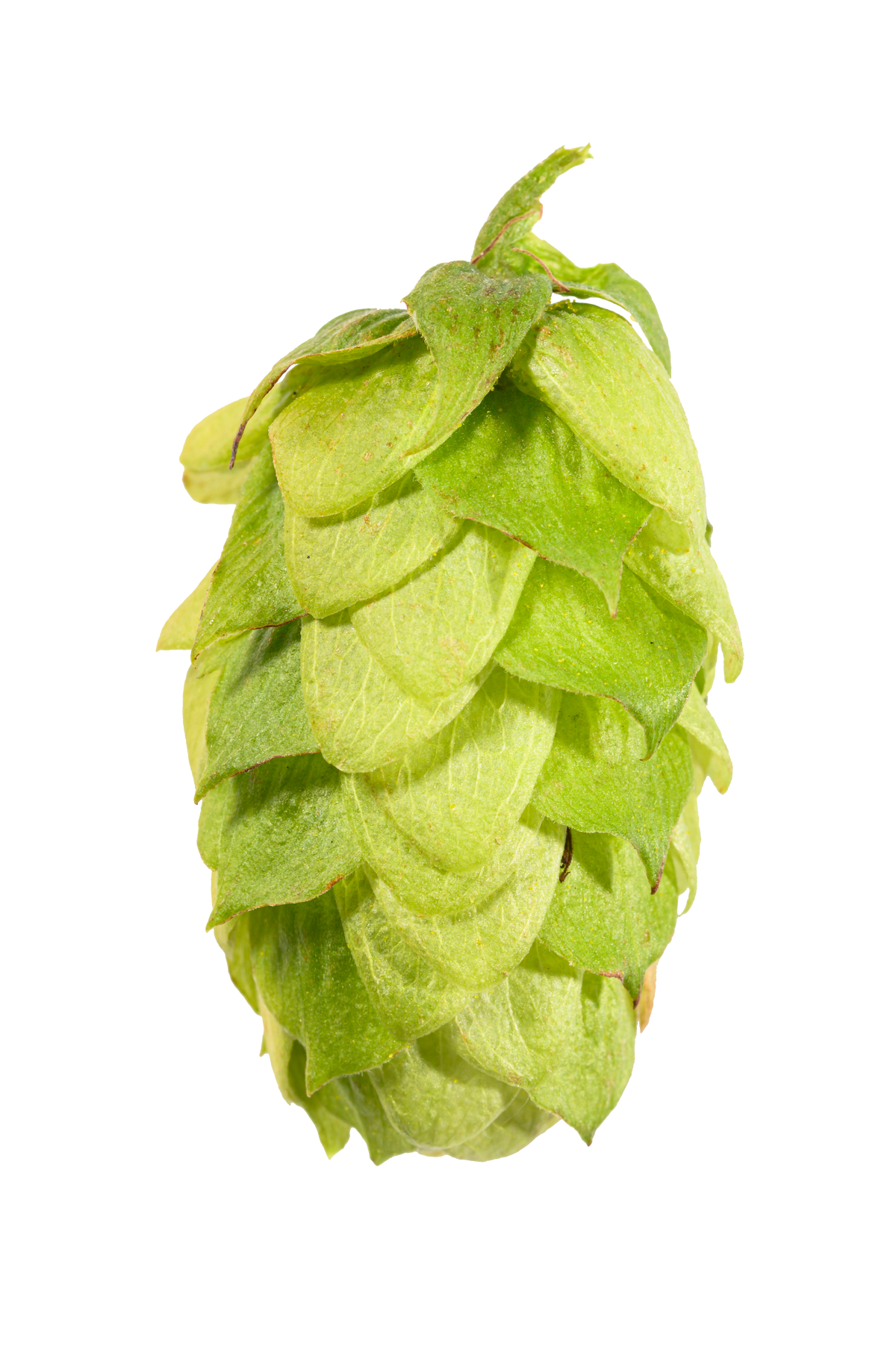 Tettnang Whole Cone