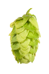 Tettnang Whole Cone