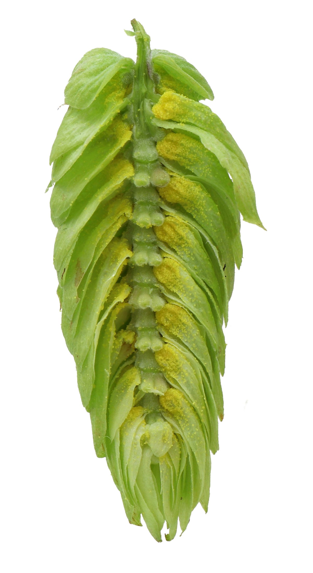 Vic Secret Hop Cone