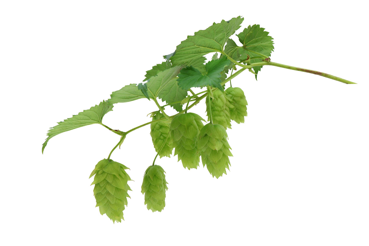Vic Secret Hop Plant