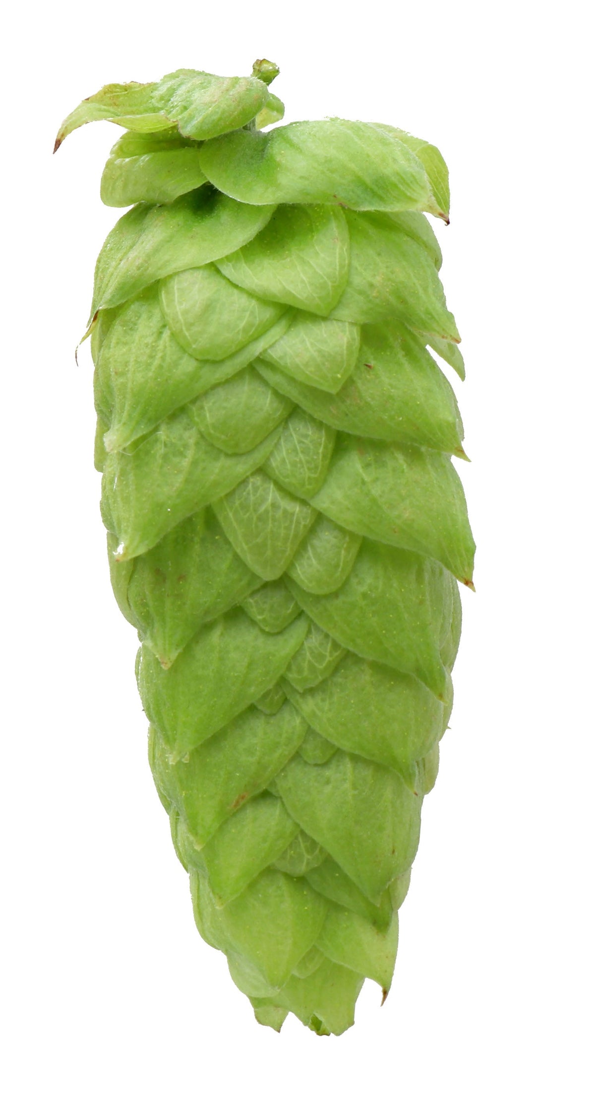 Vic Secret Hop Cone