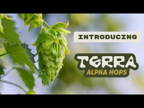 TerraSurge HBC 1325 Hops
