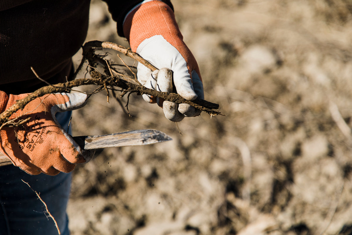 Cutting hop rhizomes