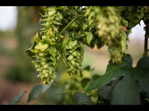 Neomexicanus Hops - Yakima Valley Hops